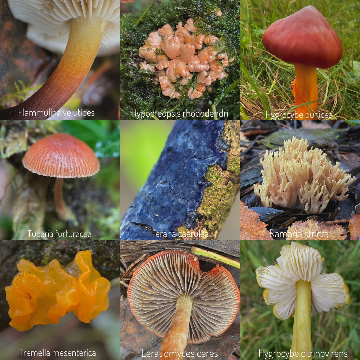 A selection of other #Fungi and #Mushrooms 🪸🍄🍂 All seen last Sunday with the Devon Fungus Group and @AlastairSteven7 @MothMighty @davidjgibbs6