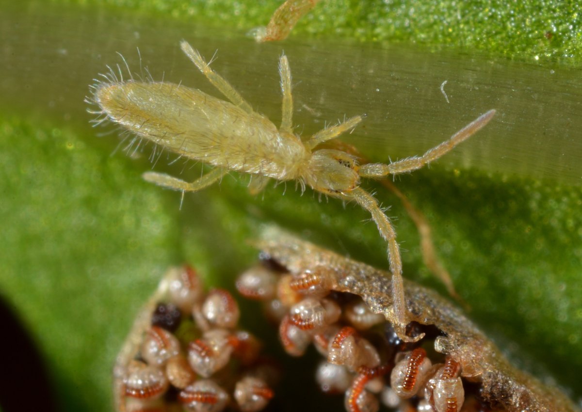 シダの葉に上がってきたトビムシ類。
#Collembola