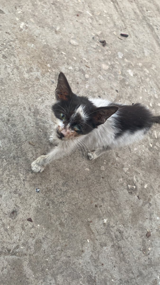 RescueCare's tweet image. To all loyal friends,🙏🏻💖 🌹we need urgent help😥🆘🆘💔 I found this poor cat on the road and she was very scared and hungry. I was able to take her home and give her food and drinks. I spoke to the doctor,🏥📱 he lives near the house where my family and I were displaced. I will…
