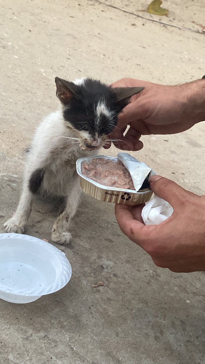 RescueCare's tweet photo. To all loyal friends,🙏🏻💖 🌹we need urgent help😥🆘🆘💔 I found this poor cat on the road and she was very scared and hungry. I was able to take her home and give her food and drinks. I spoke to the doctor,🏥📱 he lives near the house where my family and I were displaced. I will take her to the doctor in the morning.⛑️🏥🆘 Any help is greatly appreciated in light of this difficult situation we are facing🙏🏻🙏🏻😿🆘🆘💔
https://t.co/sqbumNH8C1