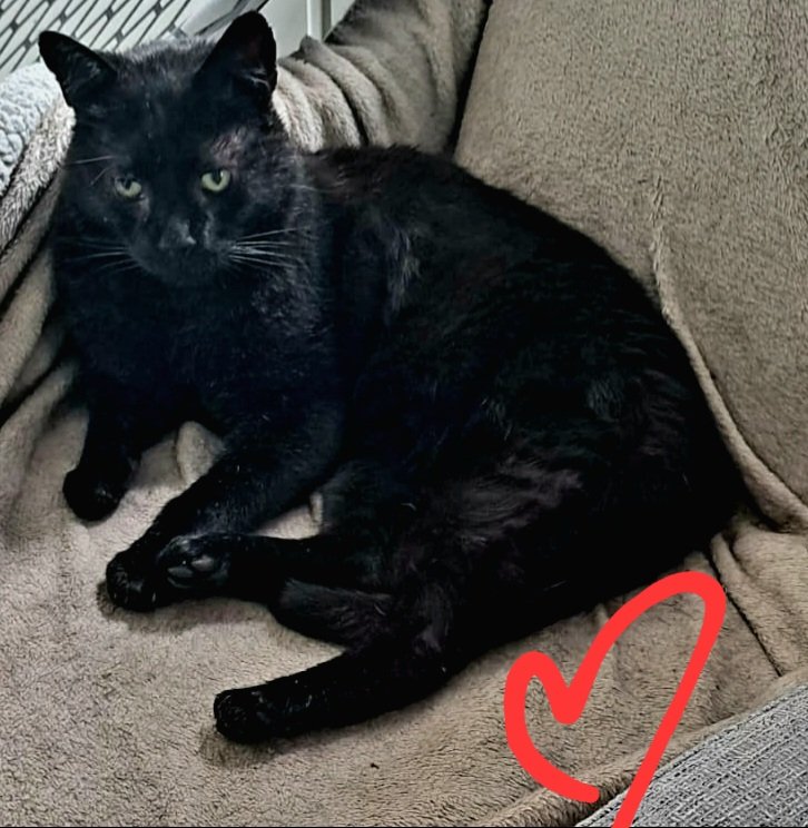 #DzienCzarnegoKota2023 Nasz irlandzki Gargi! Ponad 2 lata temu przygarneliśmy go w Dublinie i dziś szczęśliwy z nami w Warszawie❤️🐈‍⬛