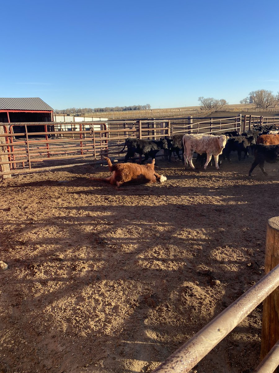 They are kinda like owning a boat.  Kinda fun they day ya get em.  It’s kinda fun the day you get rid of them.  Nobody sees the shit in between.