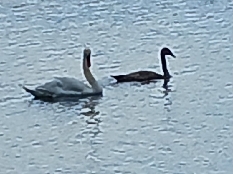 When your kid calls to tell you one of his closest ppl in prison hung himself in the hole last night, what exactly do you say? 
CO not doing their job. Abusing a man in a mental breakdown by taking his meds and dumping him in the hole? 
No cams in these cells?
#MCINorfolkMA