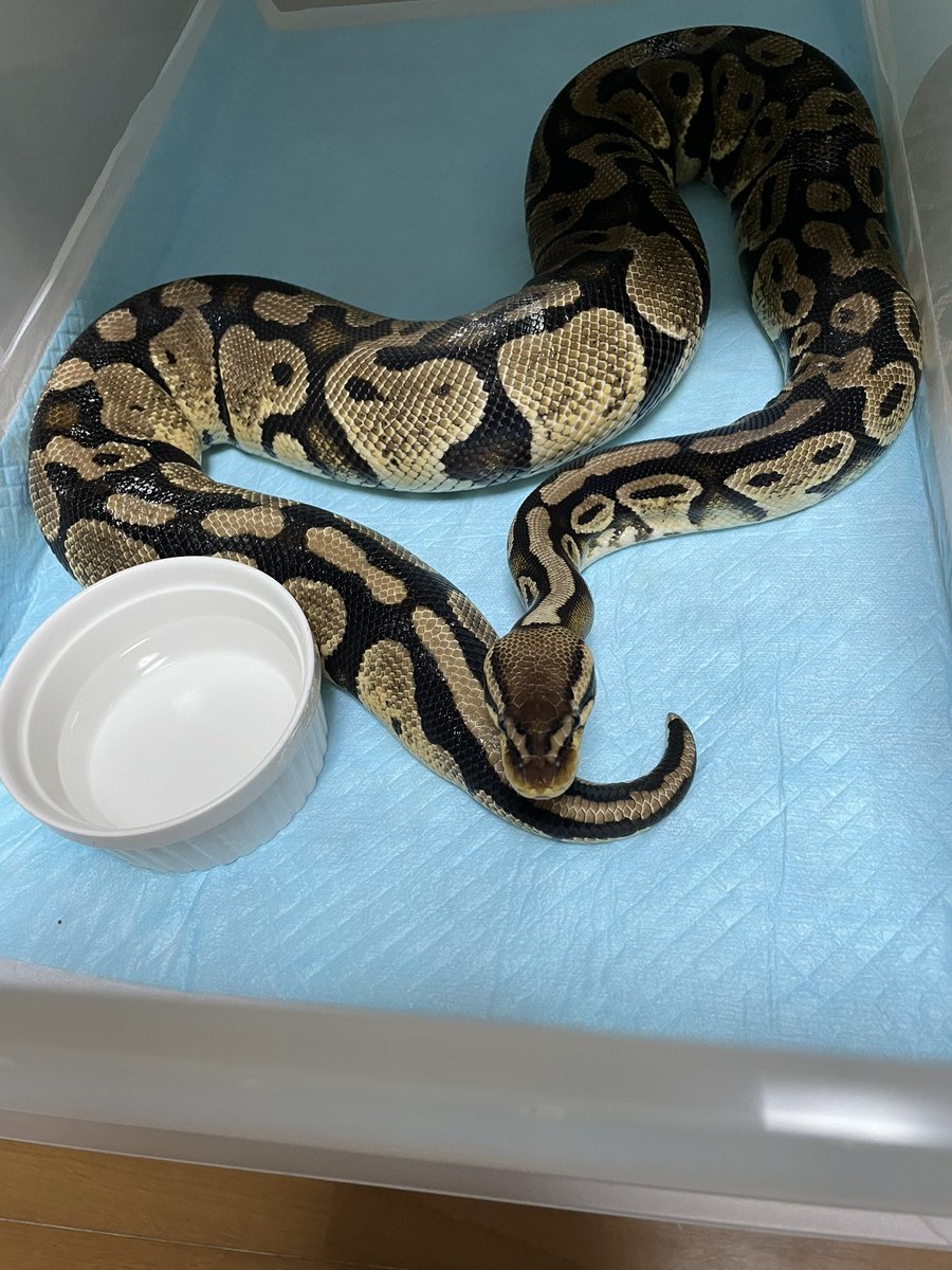 chiko2300416's tweet image. ヒヨコめちゃくちゃ食べる🐣
あげるようになったらケース開けるたび飛んでくる子増えたんだが😅油断できなくなった😂ラットあげても全然食べるし
ヒヨコいい😋😋