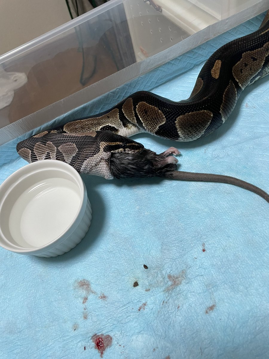 chiko2300416's tweet image. ヒヨコめちゃくちゃ食べる🐣
あげるようになったらケース開けるたび飛んでくる子増えたんだが😅油断できなくなった😂ラットあげても全然食べるし
ヒヨコいい😋😋