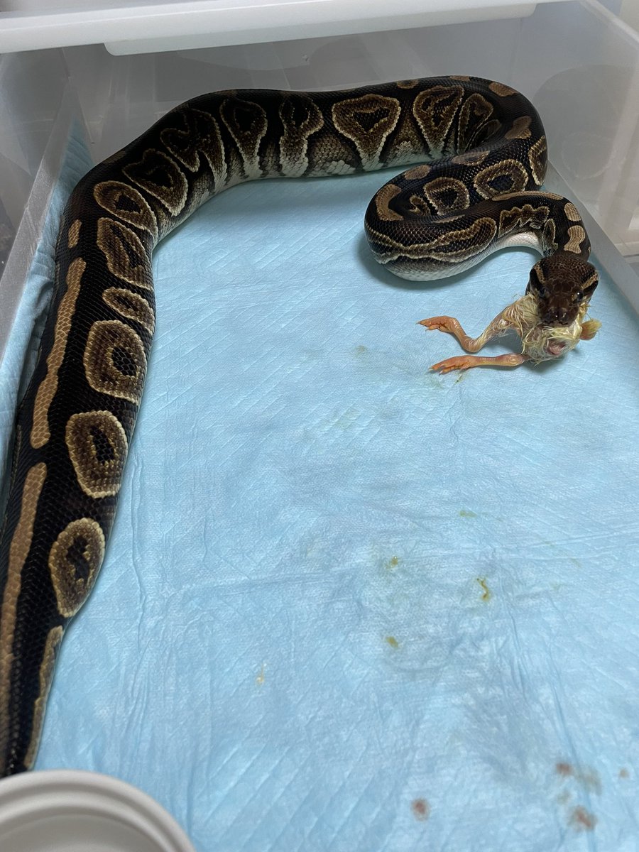 chiko2300416's tweet image. ヒヨコめちゃくちゃ食べる🐣
あげるようになったらケース開けるたび飛んでくる子増えたんだが😅油断できなくなった😂ラットあげても全然食べるし
ヒヨコいい😋😋