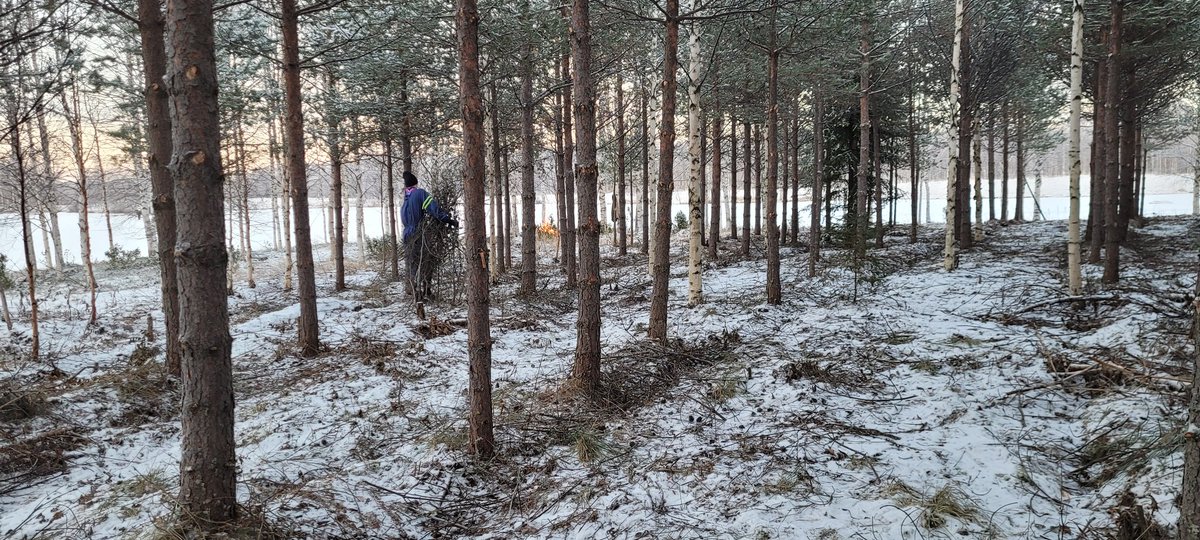 Käytettiin päivä puupellon hoitoon. Metsitetty pelto raivattiin ja pystykarsittiin. Muutos on aikamoinen. Kohtaan tuota voisi kutsua jo talousmetsäksi.
#metsänhoito #puupelto #talousmetsä