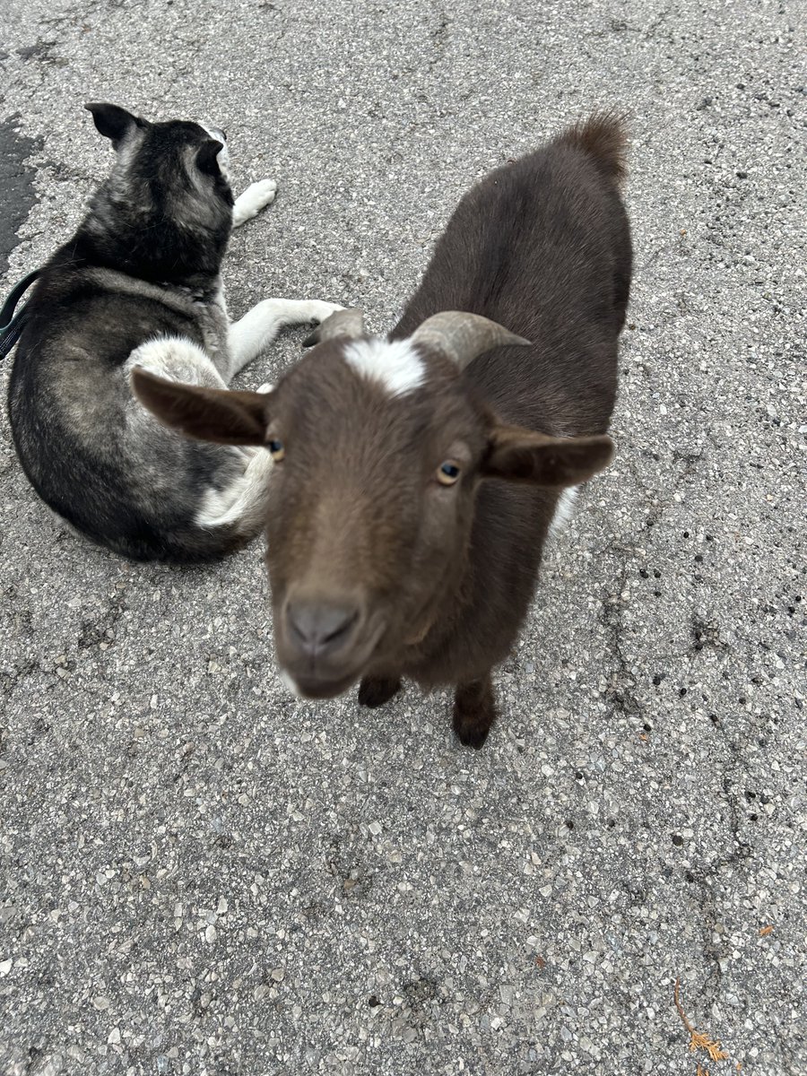 Another day, another run, another chance encounter with some goats 🐐 😄 #NoKiddingAround #educatorsONtherun #RuralLife #NeverADullMoment