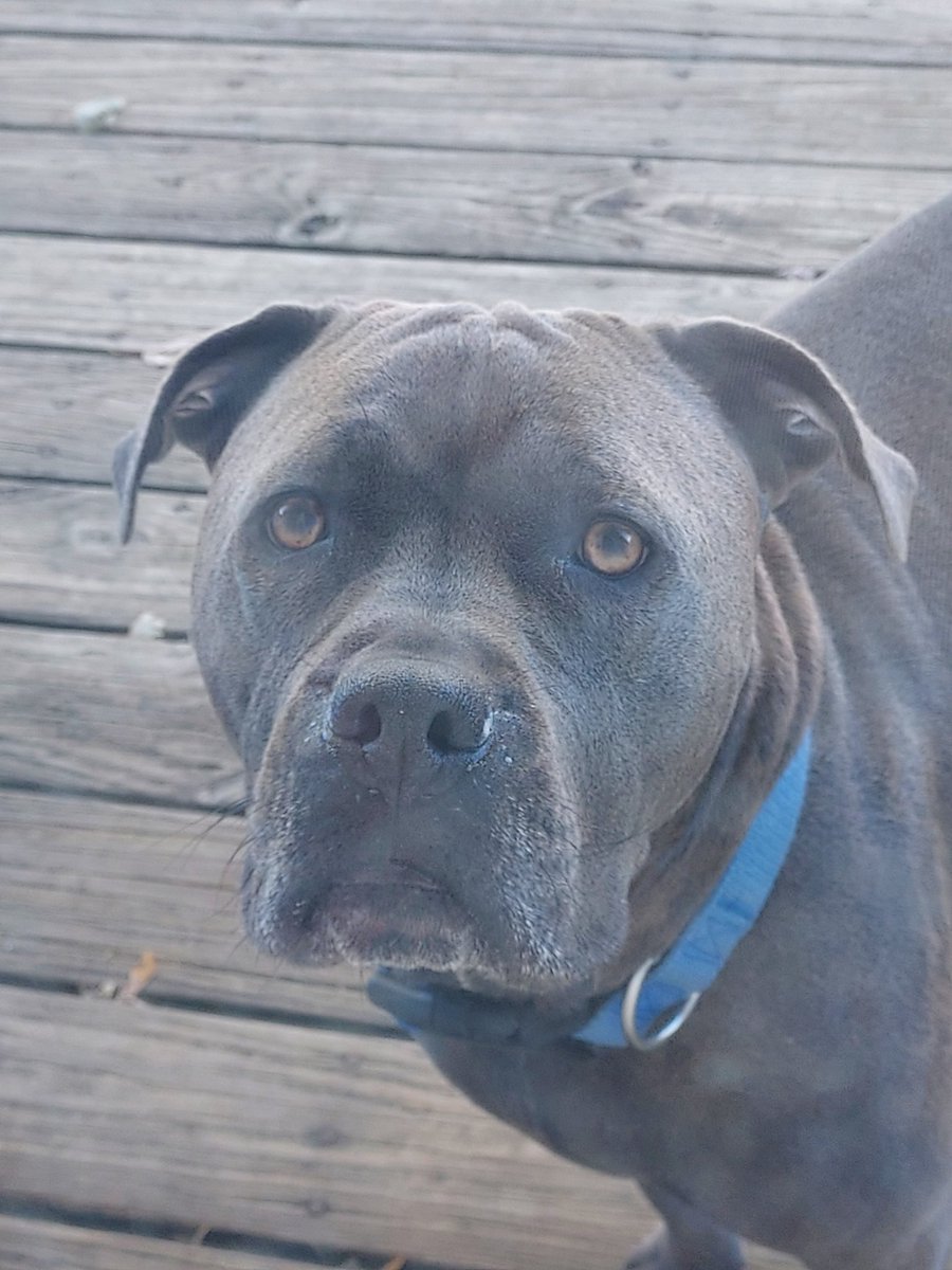 Definitely35's tweet image. Big Boi 💙 🐾 🐾 #woofmorning #happysaturday🌞