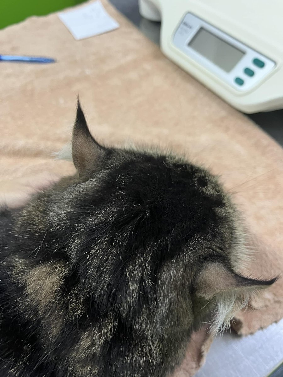 ทรงหูของเนโรตอนที่มองจากด้านหลัง
เหมือนตัวอะไรกันนะ
🐃👿