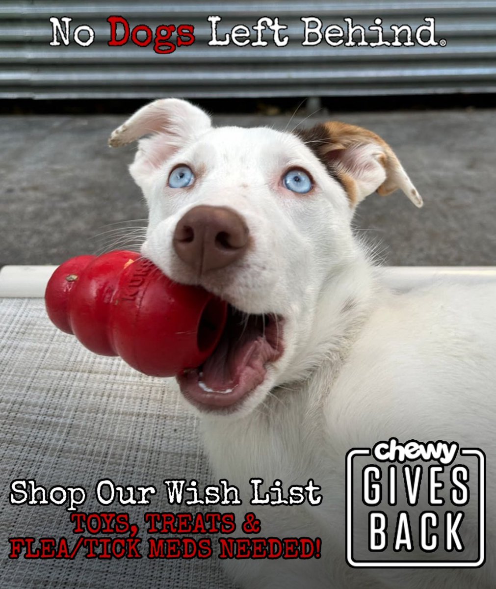 NDogsLB's tweet photo. Please help our survivors in shelter... give a gift from our wish list at Chewy..Patch says Kongs needed too! Visit https://t.co/4o5dufCIai
#doglovers #helpadog #giveadogabone #kong #treats #chewygivesback @Chewy @KONGCompany https://t.co/w0LWPkymva