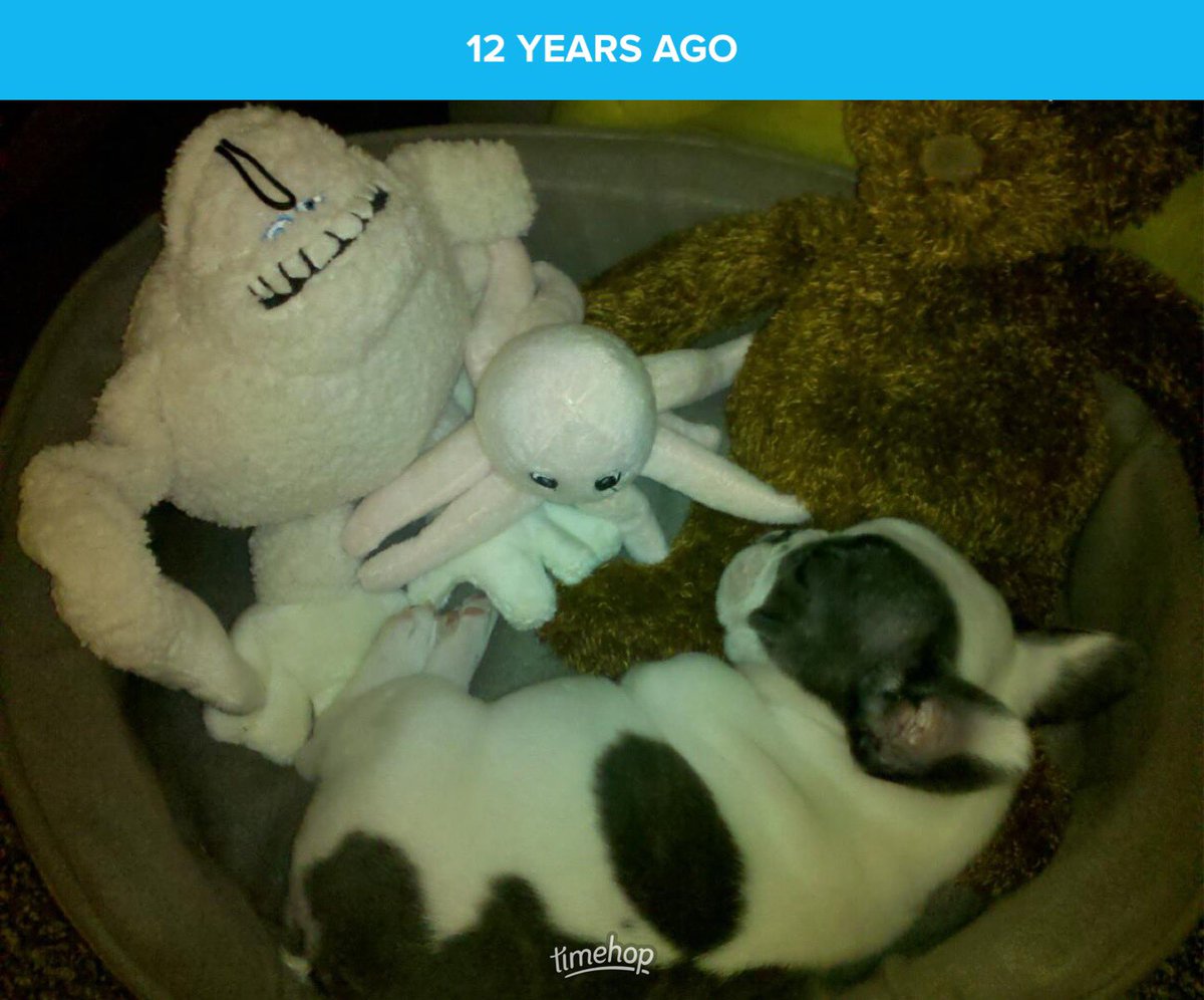 12 years ago I adopted my human and her life (and bank account!) have never been the same!