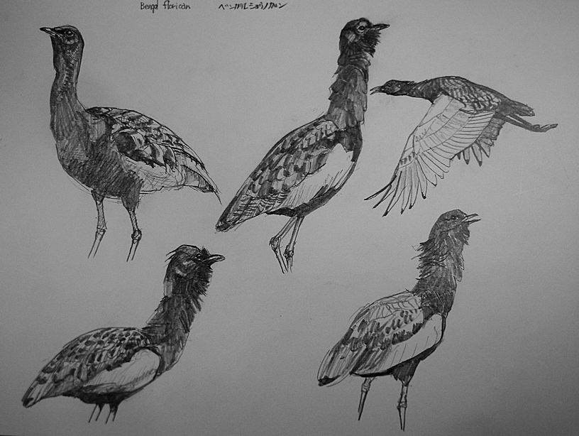 haiiromizunagi's tweet photo. #ベンガルショウノガン #BengalFlorican #Houbaropsis #Florican を #大人の鉛筆 で #スケッチ #ドローイング。先日より #ノガン  科の鳥を描いているが、その続き。その後、哺乳類も‥と、#クリップスプリンガー #Klipspringer #Oreotragus を描いた。苦手な哺乳類でも草食の方が幾らか描き易いかな？ https://t.co/x0VjI7cSEg