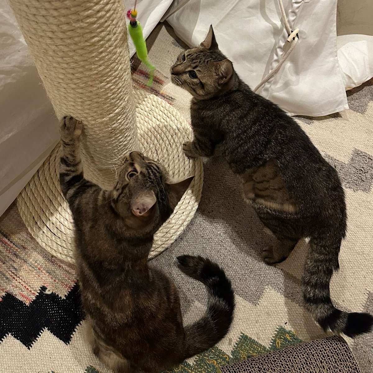 LDNCityKitties's tweet photo. Tamara &amp; Tamsin are beautiful #tabby sisters who love to explore &amp; play! Tamara is the adventure queen &amp; Tamsin is a chill princess who loves attention 👯‍♀️💕🐅

Find out more about them here 👉https://t.co/X4cHecyUgO

#catoftheday #catsoftwitter #rescuekitties #adoptdontshop https://t.co/vwBqUR6oQH