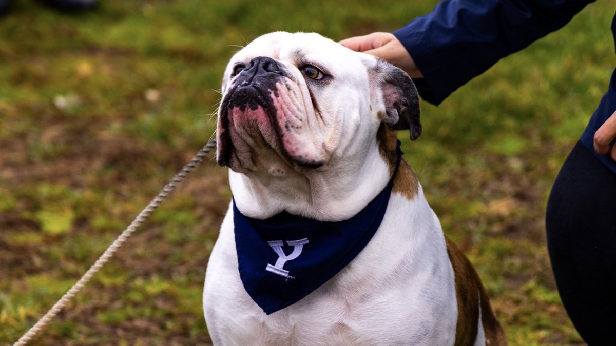 YaleAthletics tweet picture