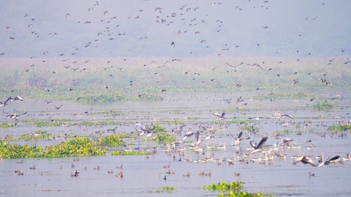 Ashish Loya tweet media