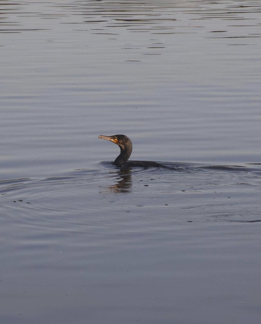 Join us at 10am tomorrow at Roath park, near the clocktower on the promenade, for the next Wetland Bird Survey! Last month we had an amazing turn out and so many incredible birds such as shovelers, teal, and even an egret! Dress for wet weather and bring your sturdy walking boots