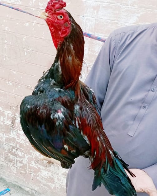 uobirds's tweet image. #aseel
#aseelrooster
#aseelmurga