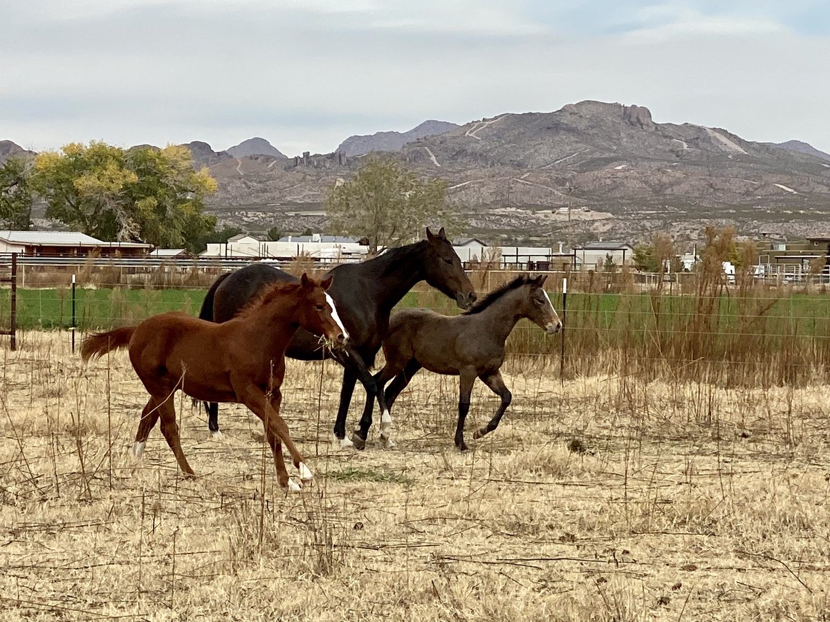 Wild horses… indeed can drag me away, turns out.