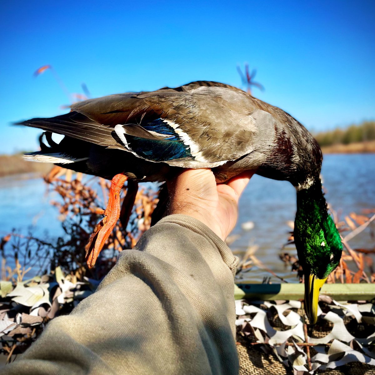 1st Mallard of the Season!

#letsgo 

 #mallard #greenheads #duckhunting #ducks #duck #afwlifestyle #theduckhunterbrand #afwoutdoors #americanflywaywaterfowl