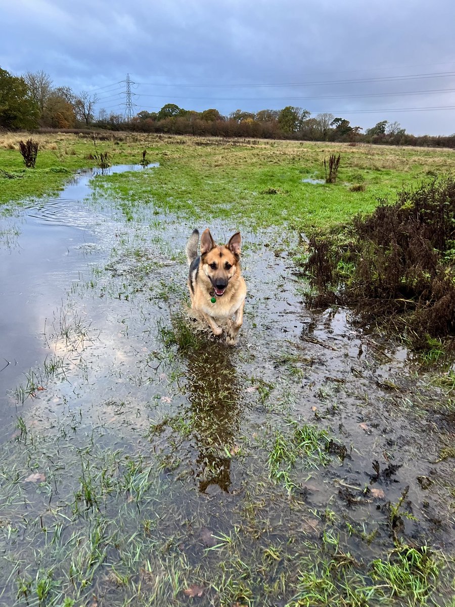 OstryMarci's tweet image. Muddy paws 🐾 Rainy days 
#muddypaws #rainydays #dogsofX #AutumnBeauty