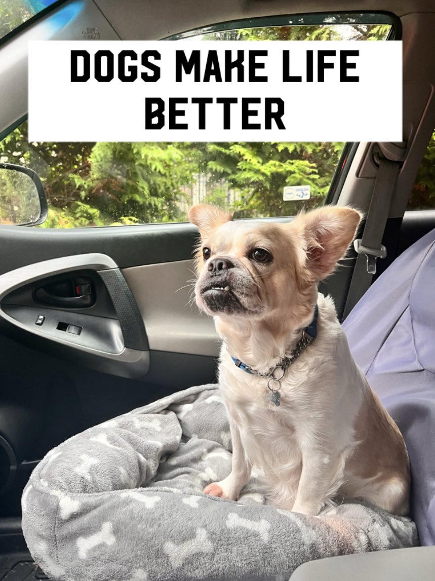 Whats one of my keys to happiness? DOGS! 🫢 #happiness #dogs
<a href="/RoyalFrenchel/">Royal Frenchel Frenchies</a>