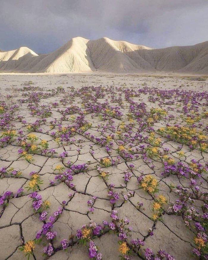 A desert bloom in Utah 📸Emily Dickey