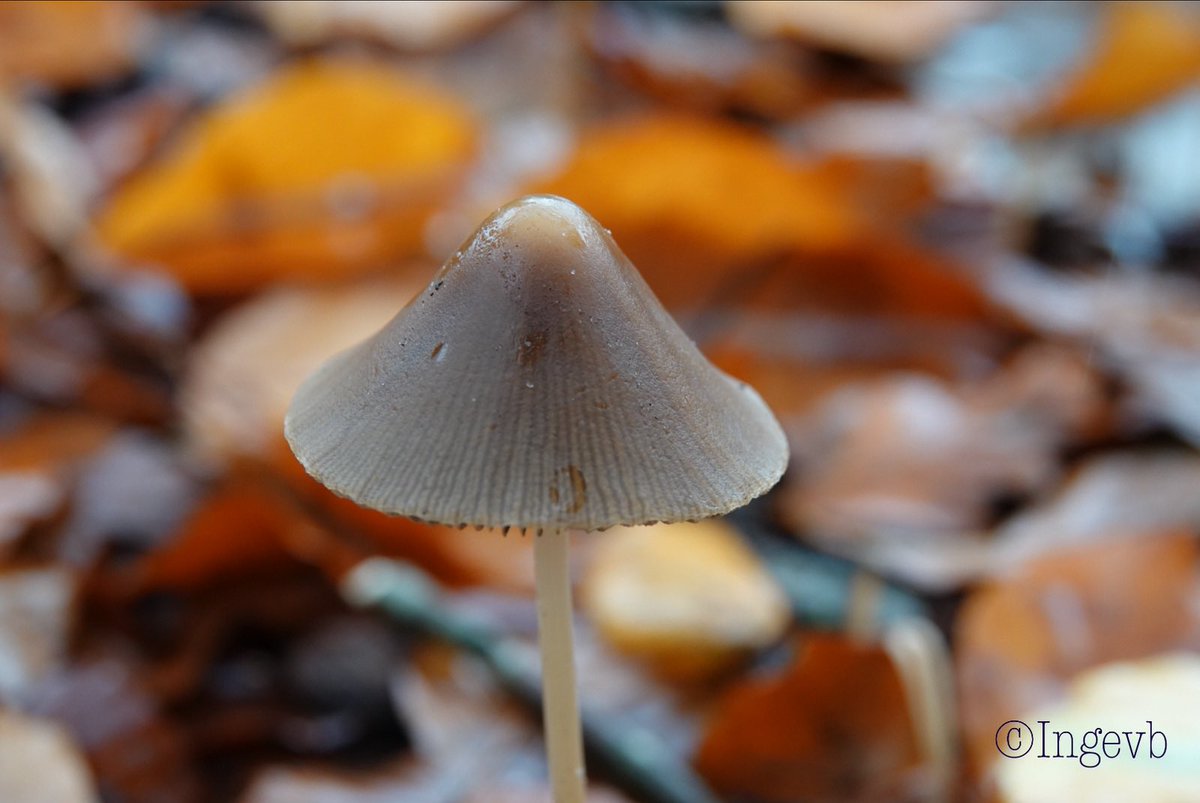 Één van de eerste foto’s met mijn nieuwe camera. Helaas zit het weer niet mee, heel dag regen. #sonyRX10IV