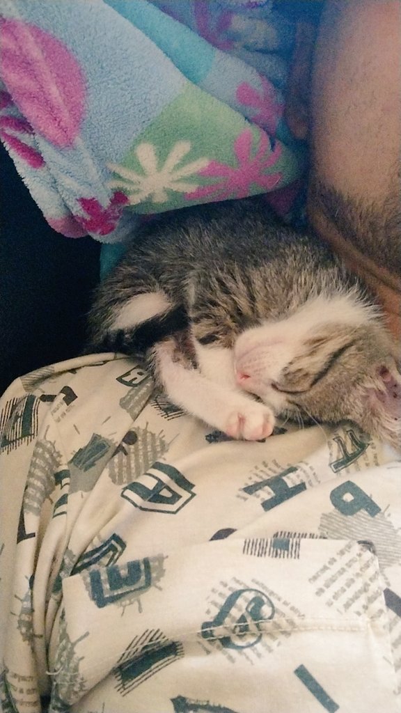 carlitox20's tweet image. Sigamos con el RT hasta dar con alguien que le dé un buen hogar a este señorito #maracay #aragua #valencia #carabobo @PerroUsuario . Información al dm