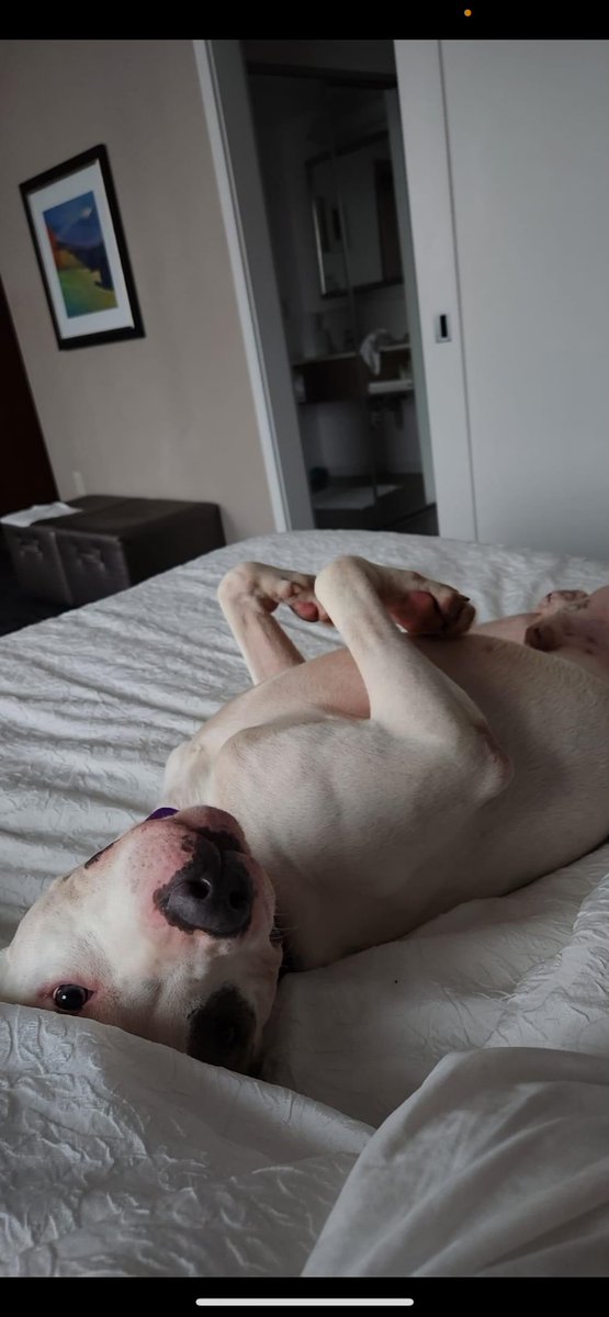 Keith Olbermann's Dogs tweet media