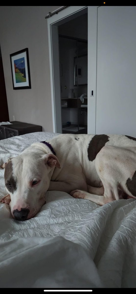 Keith Olbermann's Dogs tweet media