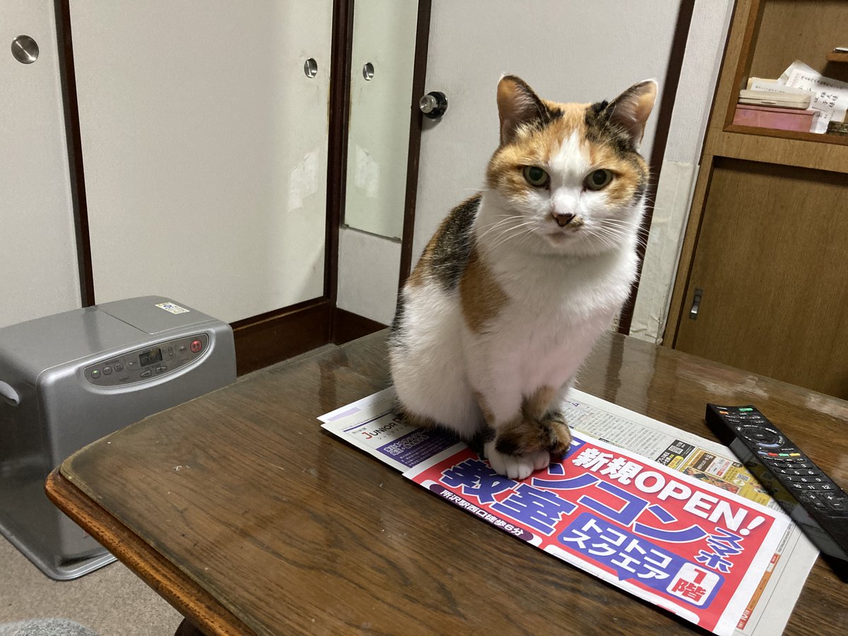 kota01070107's tweet photo. 寒いね
#りん子さん https://t.co/n8IteajRhG