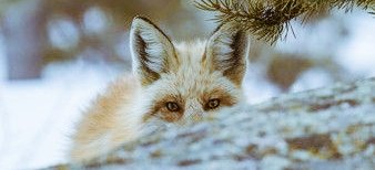 TheBaddestFox's tweet photo. https://t.co/oyvEmC3wuQ