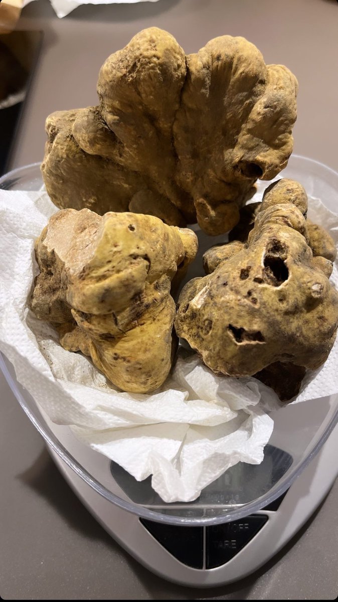 plmecc's tweet image. The season