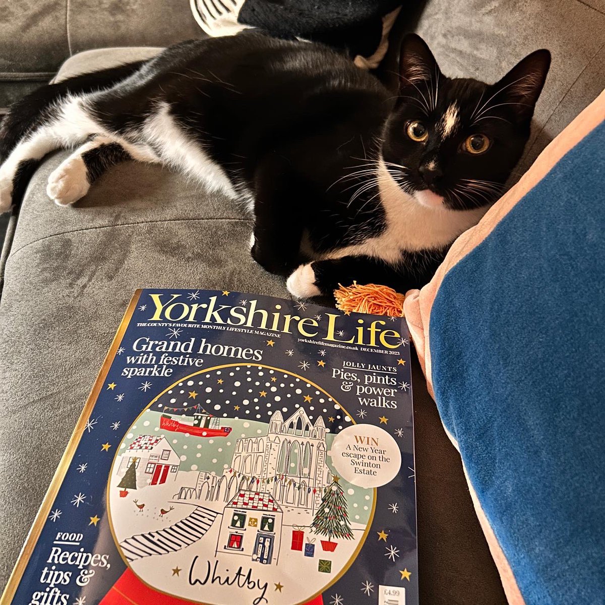 Jesshogarth's tweet photo. Pickle posing with the December issue of Yorkshire Life magazine which features my artwork on the cover. His interest piqued once he heard he gets a mention in my feature 😻 https://t.co/zC7OoTLcSg