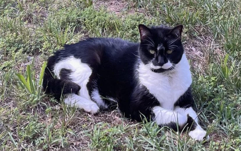 Chardcore15's tweet photo. @BabsVan Just lost our 18 year old today, thanks for posting. https://t.co/O9RNxwANQp
