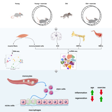 Exercise reprograms the inflammatory landscape of multiple stem cell compartments during mammalian aging by Ling Liu at <a href="/StanfordMed/">Stanford Medicine</a> et al.
hubs.ly/Q026x3K90

High-quality paper handpicked by the <a href="/CellStemCell/">Cell Stem Cell</a> editorial team