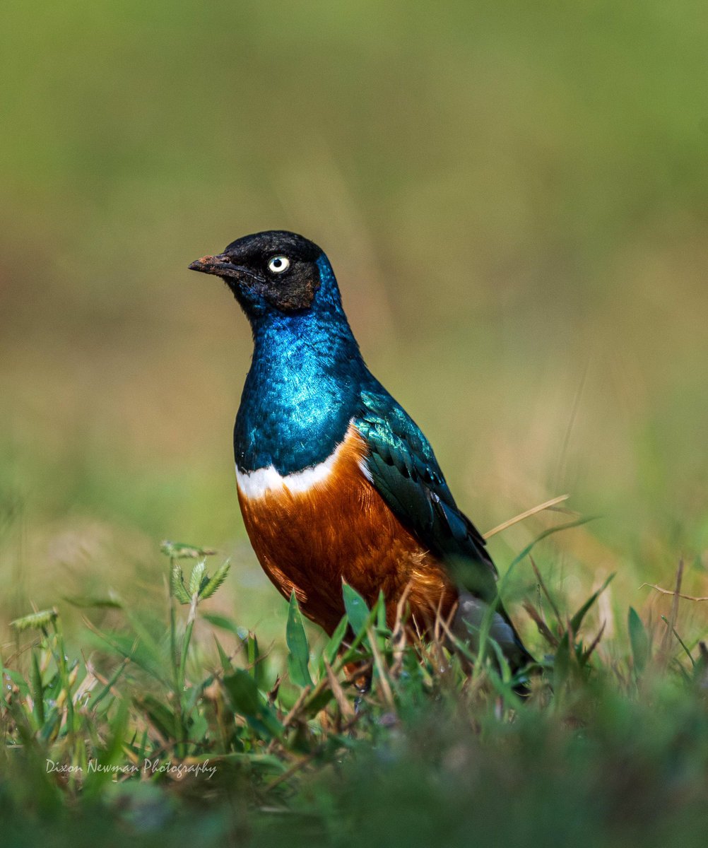 NewmanDixon1's tweet photo. Birding Destination (Uganda)

With Over 1000 bird species, on average a 12 days trip can boost your list to over 400+ species 😳

Lakes, rivers, swamps, savanna plains, wetlands, Tropical rain Forests, gardens, host these species!

#birds #birdsphotography #TwitterNatureCommunity https://t.co/NtbyfFIOa3