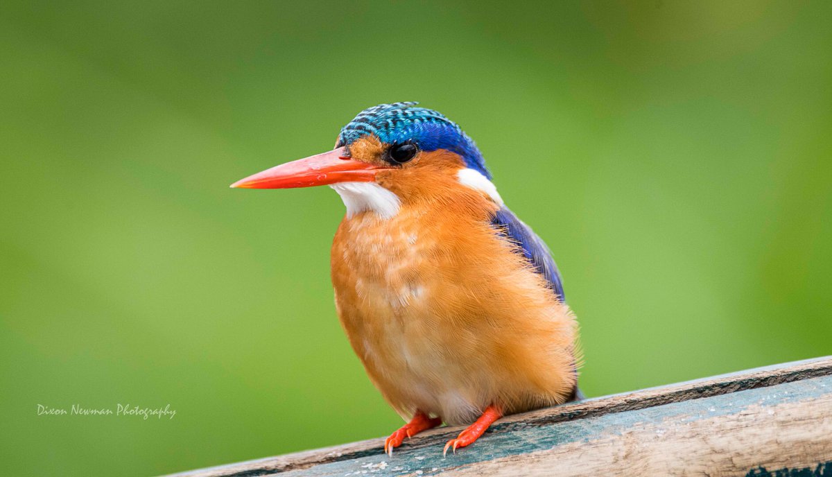 NewmanDixon1's tweet photo. Birding Destination (Uganda)

With Over 1000 bird species, on average a 12 days trip can boost your list to over 400+ species 😳

Lakes, rivers, swamps, savanna plains, wetlands, Tropical rain Forests, gardens, host these species!

#birds #birdsphotography #TwitterNatureCommunity https://t.co/NtbyfFIOa3