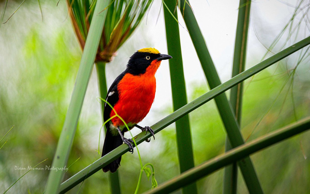 NewmanDixon1's tweet photo. Birding Destination (Uganda)

With Over 1000 bird species, on average a 12 days trip can boost your list to over 400+ species 😳

Lakes, rivers, swamps, savanna plains, wetlands, Tropical rain Forests, gardens, host these species!

#birds #birdsphotography #TwitterNatureCommunity https://t.co/NtbyfFIOa3
