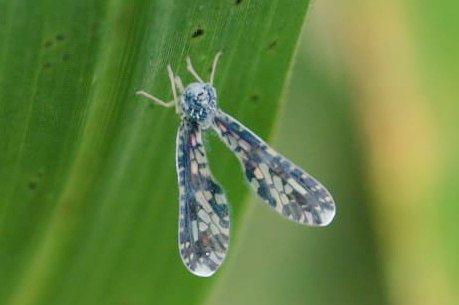 FritillaryLilly's tweet photo. A unusual looking fly or moth. Upright wings.Prefers walking to flying.Tame.Seen in #Ghana. I have seen similar insects in South America but much smaller. Who is this cutie? #InsectTwitter #TwitterNatureCommunity #wildlife #insects #bugs #ento #Entomology #naturelovers https://t.co/Xfp4tCs0ON