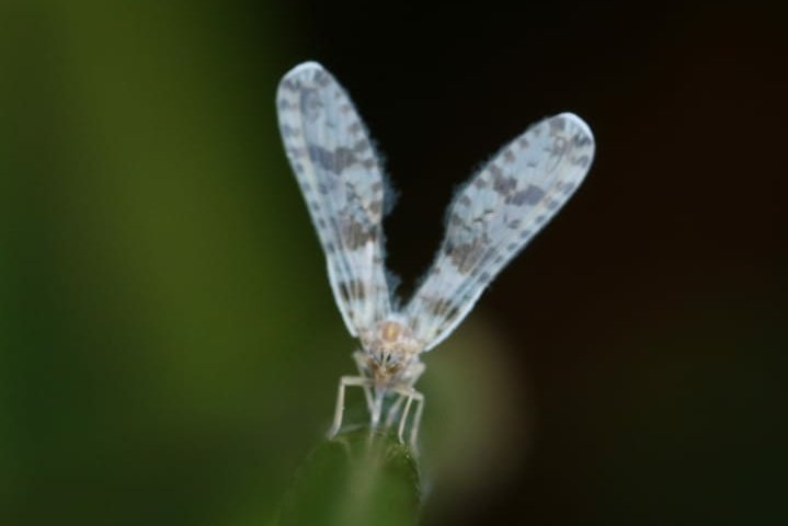 FritillaryLilly's tweet photo. A unusual looking fly or moth. Upright wings.Prefers walking to flying.Tame.Seen in #Ghana. I have seen similar insects in South America but much smaller. Who is this cutie? #InsectTwitter #TwitterNatureCommunity #wildlife #insects #bugs #ento #Entomology #naturelovers https://t.co/Xfp4tCs0ON