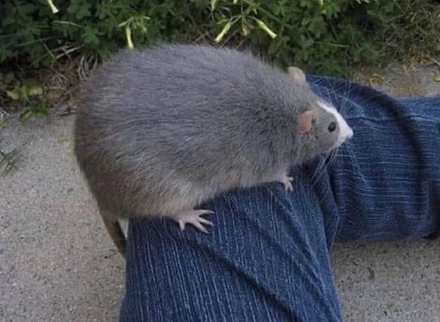 Me: Fat Ass Rat you have to stop. You smoke too tough. Your swag too different. Your bitch is too bad. they’ll kill you Fat Ass Rat: