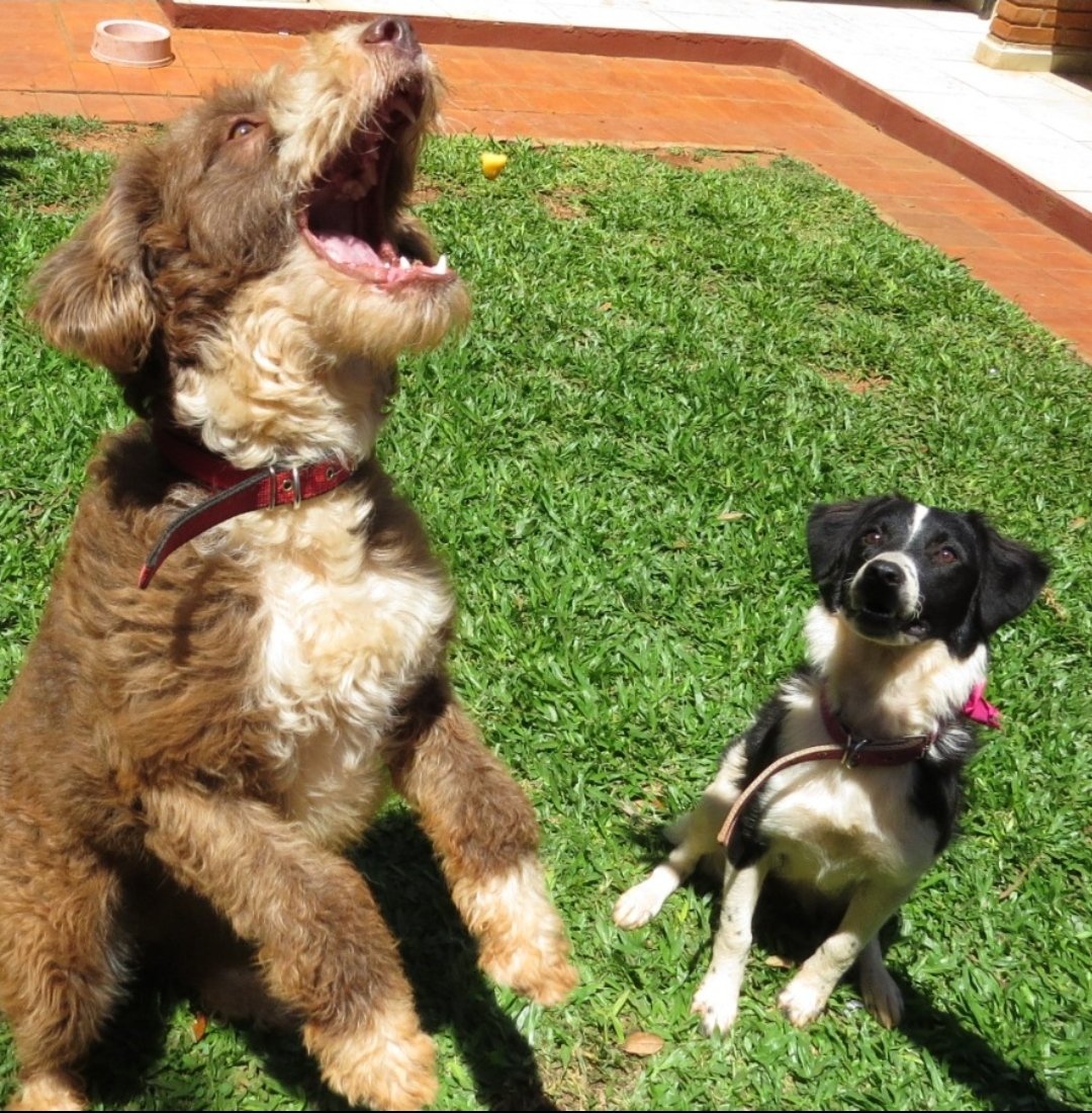 julianfpy's tweet image. Mi Sasha &amp;amp; Tami❤️