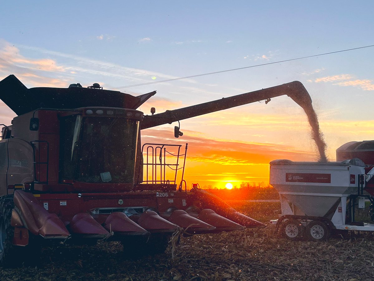 SteveSchaeff's tweet photo. Golden hour @LGSeeds plot in Arenac county. Yields as good as the views 🌽 https://t.co/fHgw5Azo7B