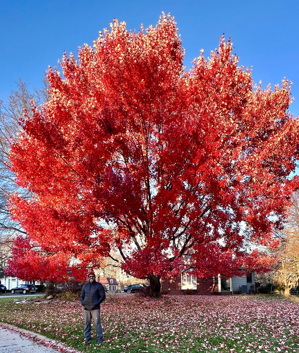 JishnuSenGupta's tweet photo. The last few weeks of #ClevelandFall 2023! 🍁🍂🔥 https://t.co/XvZPXnDAxD