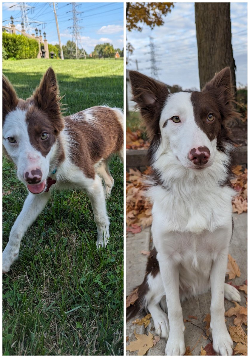 Zane_G91's tweet photo. We officially adopted Rosey the Border Collie.  She was saved from a puppy mill alongside 79 other dogs. She had all sorts of parasites when we first got her.  She is happy and healthy now! https://t.co/bJ47YK7mXd