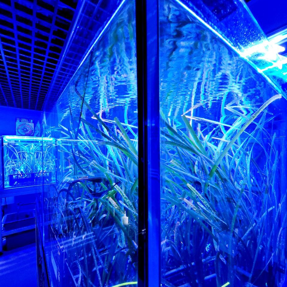 Our new paper published in #EnvironmentalResearch examines the impacts of #OceanAcidification on shallow and deep #Posidoniaoceanica #plants under different #thermal regimes
👉doi.org/10.1016/j.envr…
<a href="/RicercaUnipi/">Ricerca UNIPI</a> <a href="/FutureMares/">FutureMARES</a> @ELSenviron