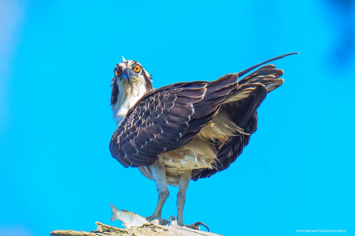 Jimmydreamsmb's tweet photo. This Osprey was enjoying his morning meal, when it heard me getting closer. Full alarm mode, it's glad I wasn't an Eagle, just a nosy photographer.😂 #HBSP
@SC_STATE_Park @natgeowild @USFWS @CarlBovisNature @bernabephoto @Defenders @Discover_SC @birdcrazed6 #wildlifephotography https://t.co/8mAE1WkS7f