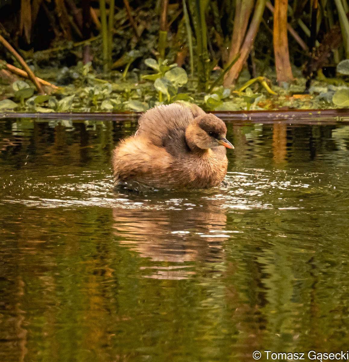 tomasz_gasecki's tweet photo. Perkozek polujący i nadmuchany🙂 #olympus #Pomorze #ptaki #natura #Radew https://t.co/cRnXA7mPA6